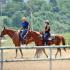 Tennessee Stock Horse Show